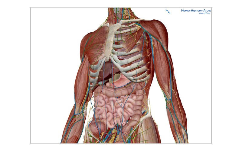 atlas of human body anatomy